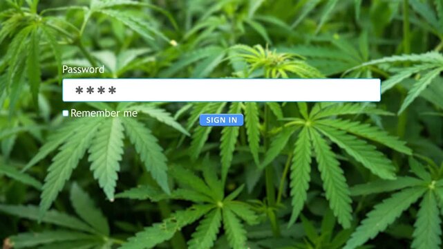 User types a password into a website form box on a computer while a hemp plant image appears in the background during the signing in process..