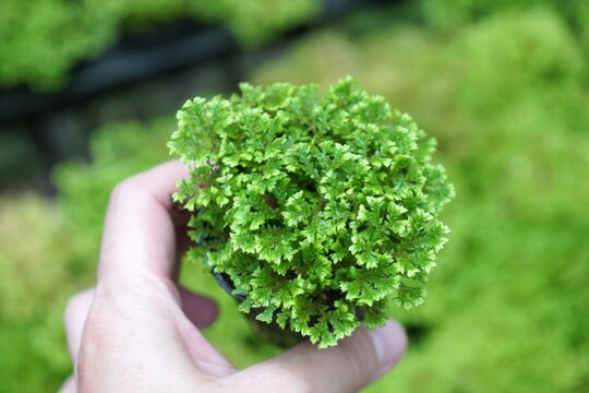 Hand holding on Krauss's clubmoss or spikemoss (Selaginella kraussiana) in the morning light. Plant for home and garden decoration. Nature background with copy space.