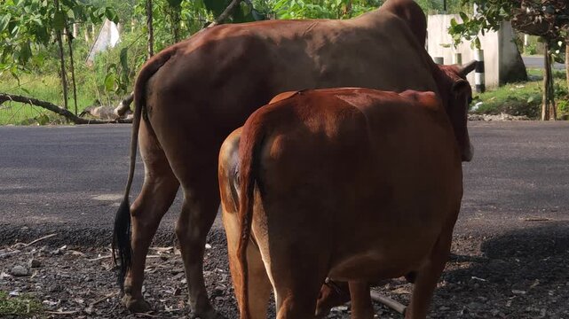 Cattle mating on rural roadside in India, cow breeding behavior in natural environment, livestock reproduction scene showing animal behavior, agriculture and dairy farming activity in countryside