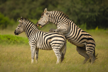 Fototapeta premium Plains zebra on hind legs biting another