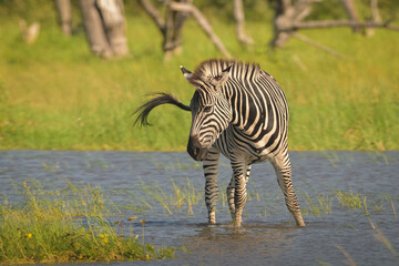 Fototapeta premium Plains zebra turns in sunshine in waterhole