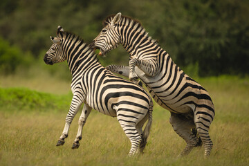 Fototapeta premium Plains zebra on hind legs bites another