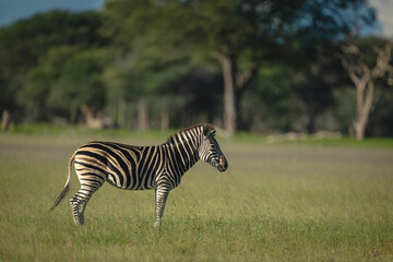 Fototapeta premium Plains zebra stands in profile on savanna