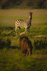 Fototapeta premium Plains zebra watches male lion stalking it