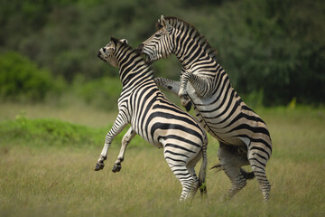 Fototapeta premium Plains zebras on hind legs play fight