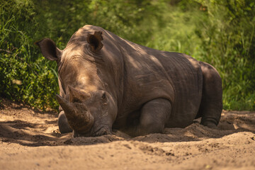 White rhino lies on sand in bushes © Nick Dale