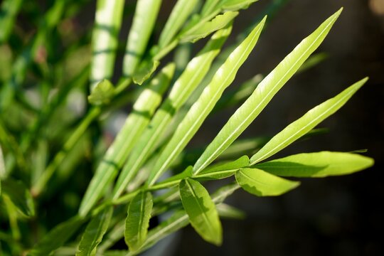 Japanese Fern Tree (Filicium decipiens) in the morning light. Plant for home and garden decoration. Nature background with copy space.