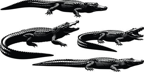 Fototapeta premium Detailed black and white vector silhouette set of alligators and crocodiles in various crawling and mouth open poses isolated on a white background.