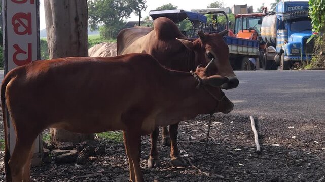 Cattle mating on rural roadside in India, cow breeding behavior in natural environment, livestock reproduction scene showing animal behavior, agriculture and dairy farming activity in countryside