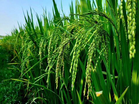 Close-up view of paddy panicles in a rice field, showcasing the golden grains of ripening rice. Represents agriculture, farming, and the beauty of rural Bangladesh.