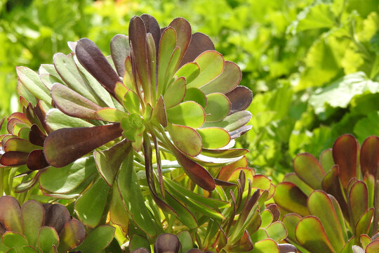 Natura