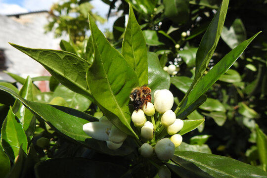 Natura