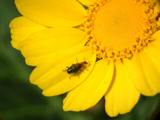 Insetto © Steve Fossiant