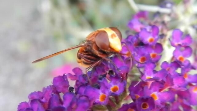 Insect from family Syrphidae, Hoverfly, Flower fly, Syrphids on violet flowers of Summer lilac, Buddleja davidii - close-up, slow motion. Topics: blooming, natural environment, flowering, garden