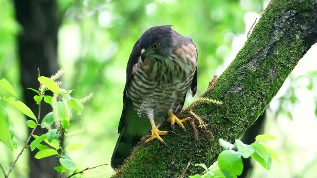 Predatory Hawk Perched on Mossy Tree Branch in Lush Green Forest