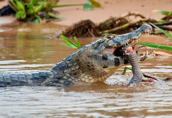 Fototapeta premium Large Caiman Swimming in river with fish in its mouth Pantanal National Park Brazil South America