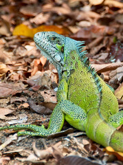Fototapeta premium Green Iguana Basking at water's edge on the lookout for predators Pantanal National Park Brazil South America