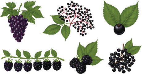 Wild berries collection with blackberry elderberry currant and grape with leaves fresh organic fruit illustration set © Kharshad Creative