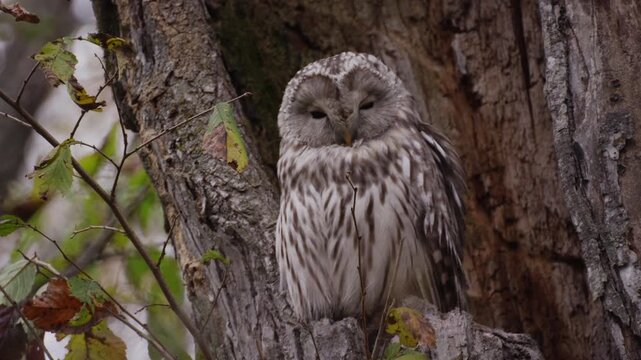 エゾフクロウ Strix uralensis coreensis