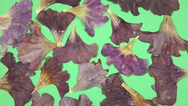 Flat dried flower arrangements. Dried pressed petunia flowers lie on the green background, top view