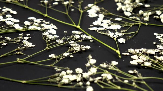 Flat dried flower arrangements.  Dried twigs of gypsophila paniculata    lie on the black background, side view