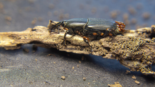 Close up macro of the banana root borer (Scyphophorus yuccae), also known as the yucca weevil, showing its elongated snout and distinctive body shape.