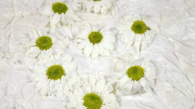 Fresh flowers of santini chrysanthemum lie on the white relief background. Ingredients for making natural drink from flowers, top view
