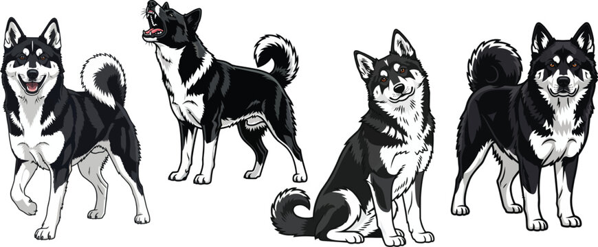 Karelian Bear Dog standing happy alert sitting curious pose set