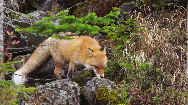 キタキツネ Vulpes vulpes schrencki