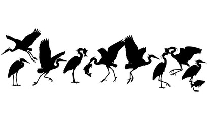 Dynamic heron silhouette sequence showing flight landing and fishing poses isolated on white background modern bird motion vector set © HoriProshad