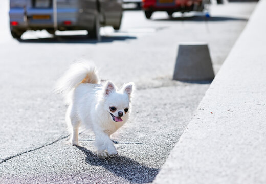 chihuahua in nature