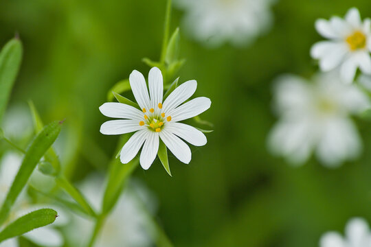 Bright white greater stitchwort flower - Rabelera holostea. 