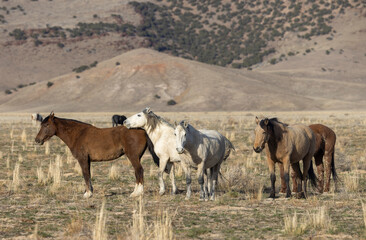 Obraz premium Wild Horses in the Utah Desert in Springtime
