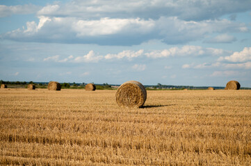 Fototapeta premium Round hay bales on a mowed field under a cloudy blue sky