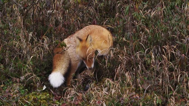 キタキツネ Vulpes vulpes schrencki