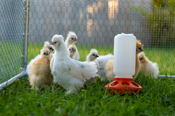 Silkie chicks in free range chicken coop. Poultry hen house with green grass in backyard garden © bilanol