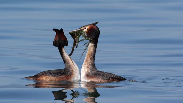 Great Crested Grebe (Podiceps cristatus), courtship rituals of the couple, with algae offered as a gift by the male. Slow motion