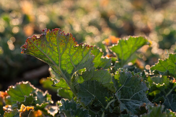 Liść rzepaku ozimego z kroplami rosy w porannym słońcu – świeżość i natura © Elżbieta Kaps