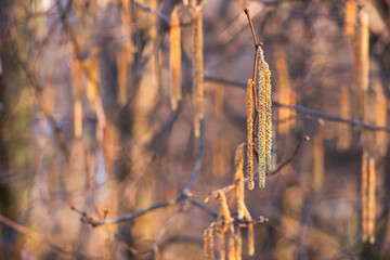Bazie leszczyny w selektywnej ostrości – wczesna wiosna i naturalne tło © Elżbieta Kaps