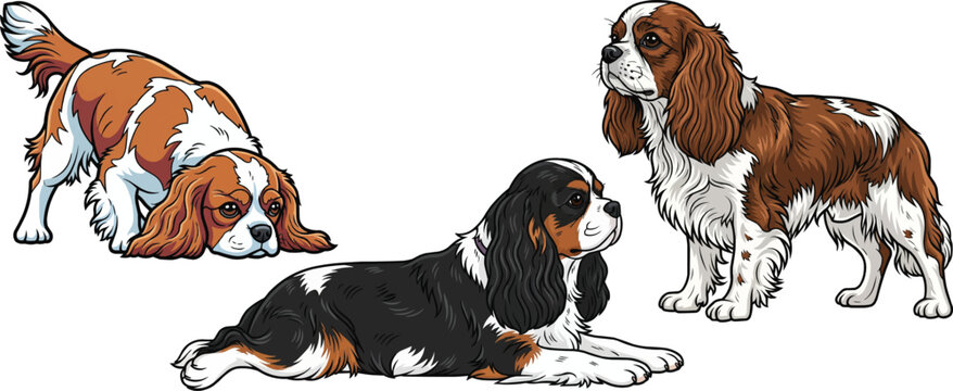 King Charles Spaniel dog lying down sniffing ground standing pose set