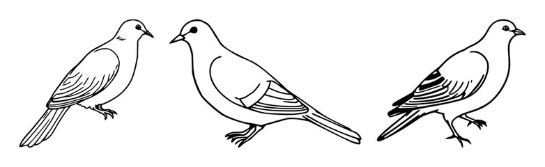 Obraz premium Dove set with simple line art design featuring peace, bird, animal with nature and freedom