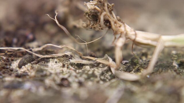 Complex plant root system exposed, showing intricate root structure and natural underground pattern with detailed texture in soil environment.