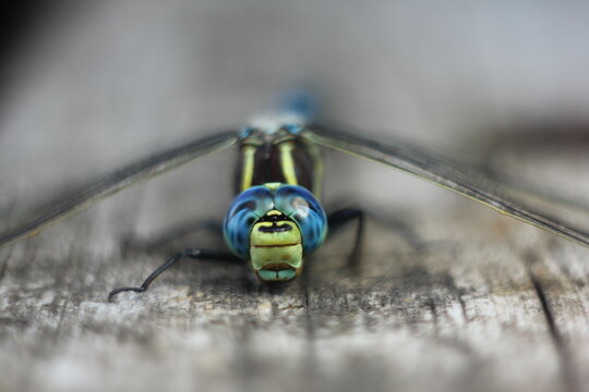 Brachytron pratense -  Hairy Dragonfly. Macro. Selective focus.