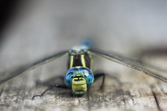 Brachytron pratense -  Hairy Dragonfly. Macro. Selective focus.