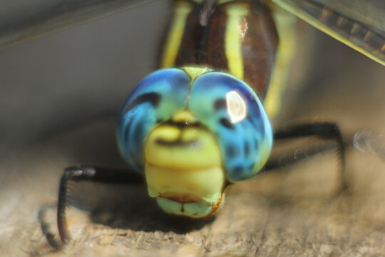 Brachytron pratense -  Hairy Dragonfly. Macro. Selective focus.