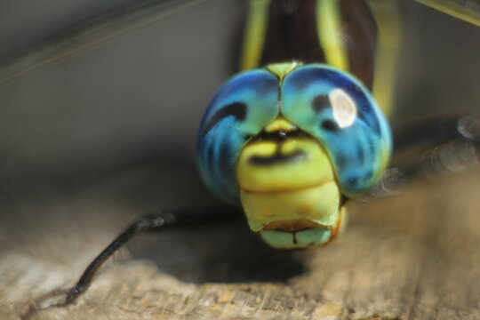 Brachytron pratense -  Hairy Dragonfly. Macro. Selective focus.