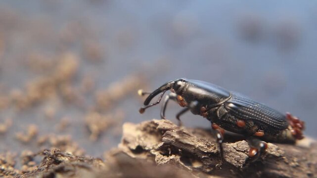 Close up of yucca weevil (Scyphophorus yuccae) with long snout carrying larva, showing rare parental behavior in a tropical root-boring beetle
