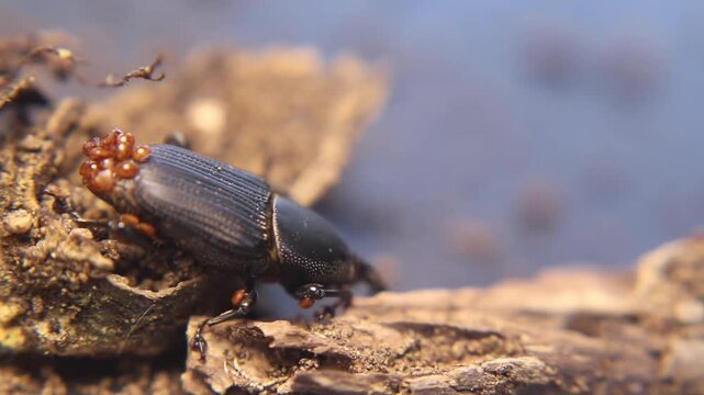 Close up of yucca weevil (Scyphophorus yuccae) with long snout carrying larva, showing rare parental behavior in a tropical root-boring beetle