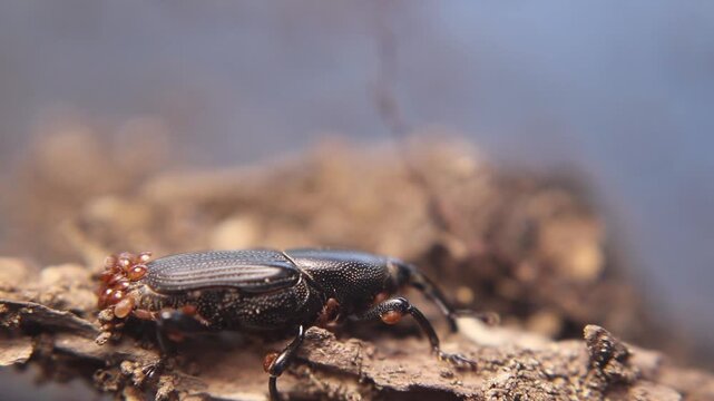 Close up of yucca weevil (Scyphophorus yuccae) with long snout carrying larva, showing rare parental behavior in a tropical root-boring beetle