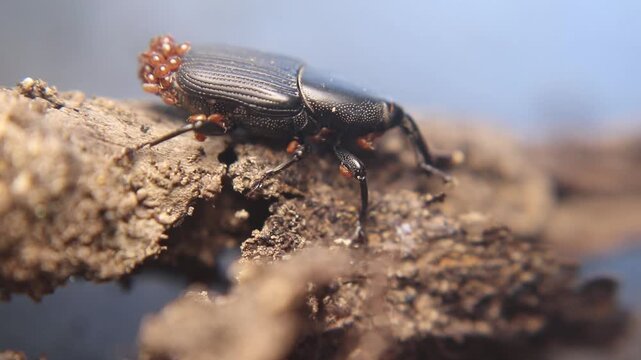Close up of yucca weevil (Scyphophorus yuccae) with long snout carrying larva, showing rare parental behavior in a tropical root-boring beetle